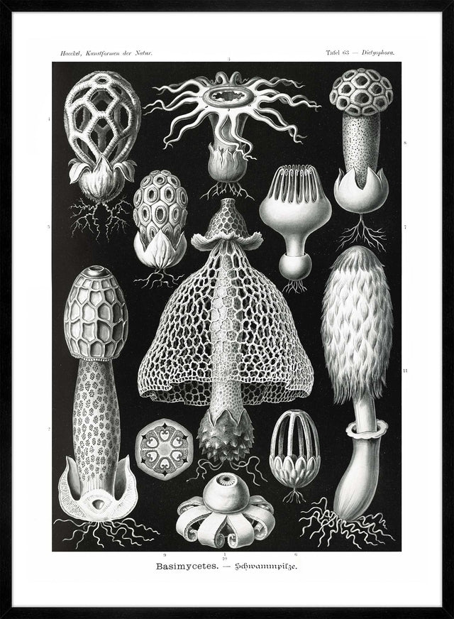 Mushrooms Diagram Black and White Vintage Antique Print