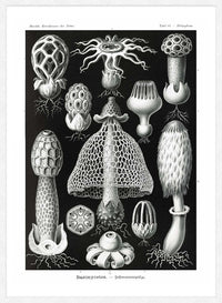 Mushrooms Diagram Black and White Vintage Antique Print