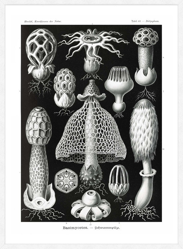 Mushrooms Diagram Black and White Vintage Antique Print
