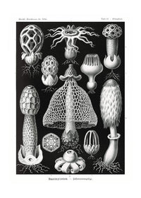 Mushrooms Diagram Black and White Vintage Antique Print
