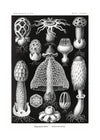 Mushrooms Diagram Black and White Vintage Antique Print