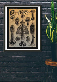 Mushrooms Diagram Vintage Antique Print