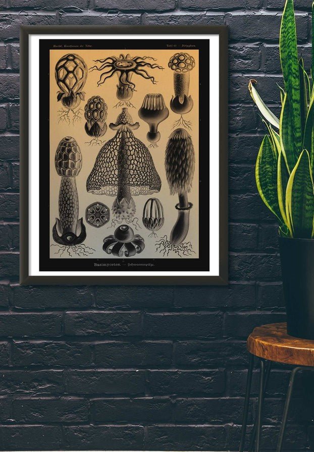 Mushrooms Diagram Vintage Antique Print