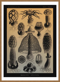 Mushrooms Diagram Vintage Antique Print