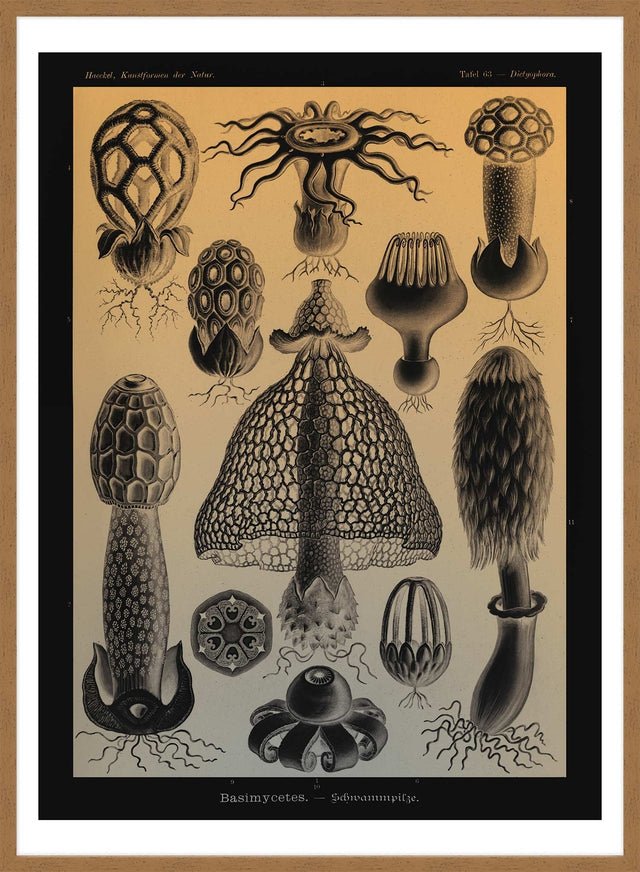 Mushrooms Diagram Vintage Antique Print