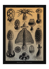 Mushrooms Diagram Vintage Antique Print