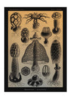Mushrooms Diagram Vintage Antique Print