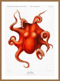 Octopus Vintage Antique Print