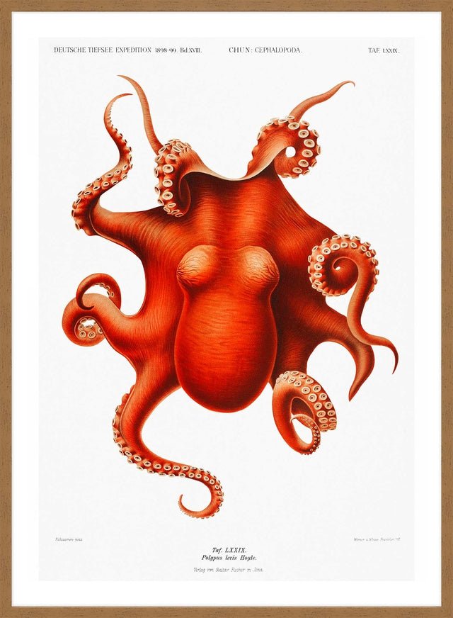 Octopus Vintage Antique Print