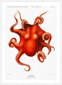 Octopus Vintage Antique Print