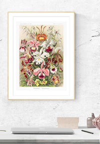 Orchidea Flowers Vintage Antique Print