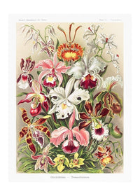 Orchidea Flowers Vintage Antique Print