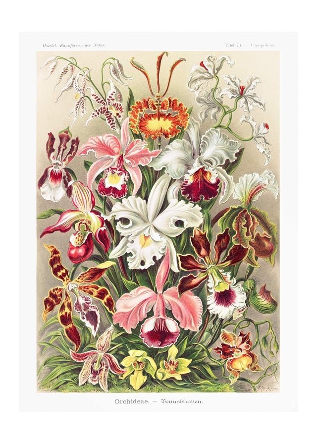 Orchidea Flowers Vintage Antique Print