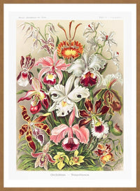 Orchidea Flowers Vintage Antique Print