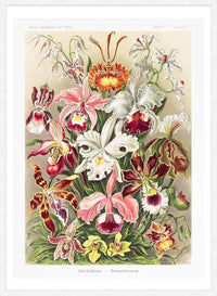Orchidea Flowers Vintage Antique Print