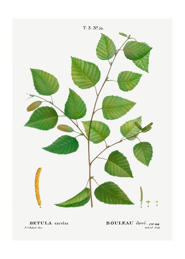 Paper Birch Branch Leaves Antique Print