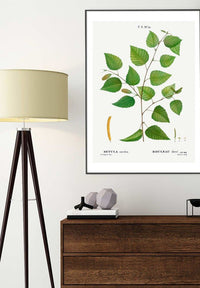 Paper Birch Branch Leaves Antique Print