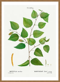 Paper Birch Branch Leaves Antique Print