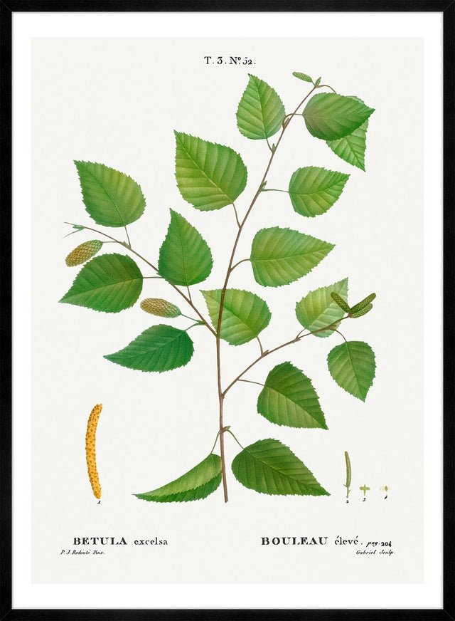 Paper Birch Branch Leaves Antique Print