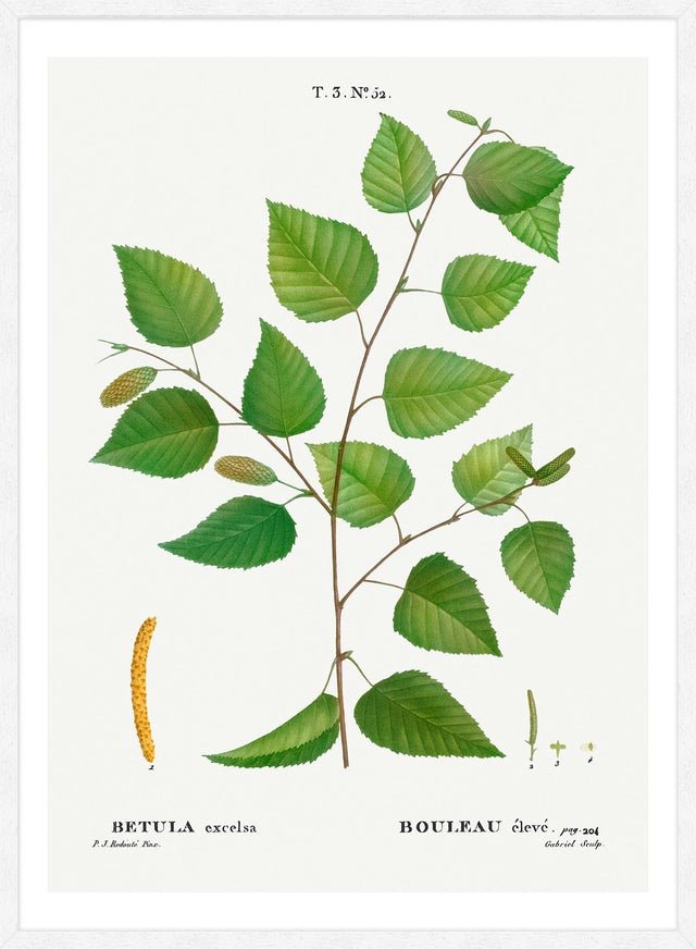 Paper Birch Branch Leaves Antique Print