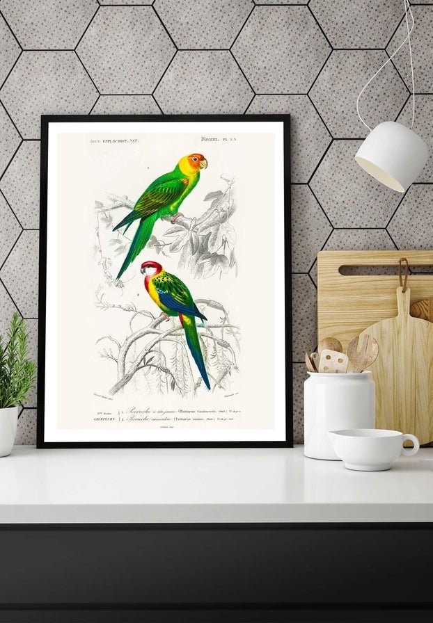 Parakeets Vintage Bird Print