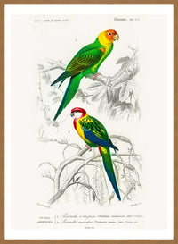 Parakeets Vintage Bird Print