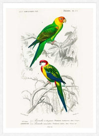 Parakeets Vintage Bird Print