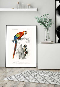 Parrot Vintage Bird Print