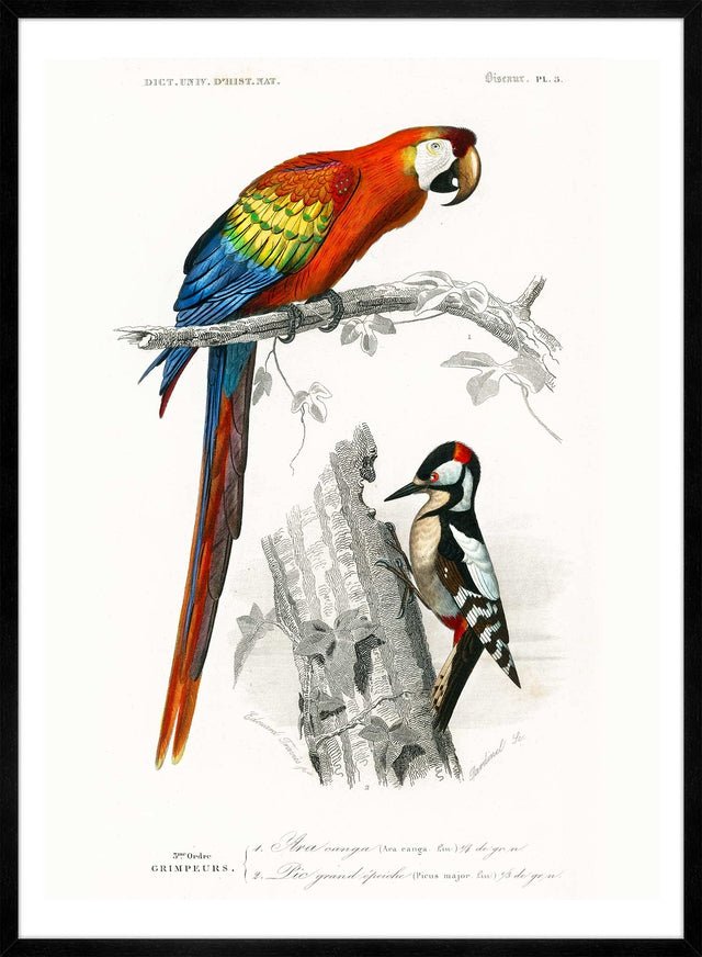 Parrot Vintage Bird Print