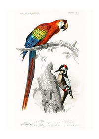 Parrot Vintage Bird Print