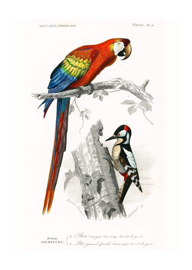 Parrot Vintage Bird Print