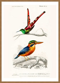 Passerine Vintage Bird Print