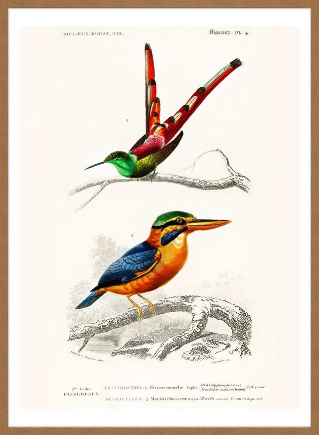 Passerine Vintage Bird Print
