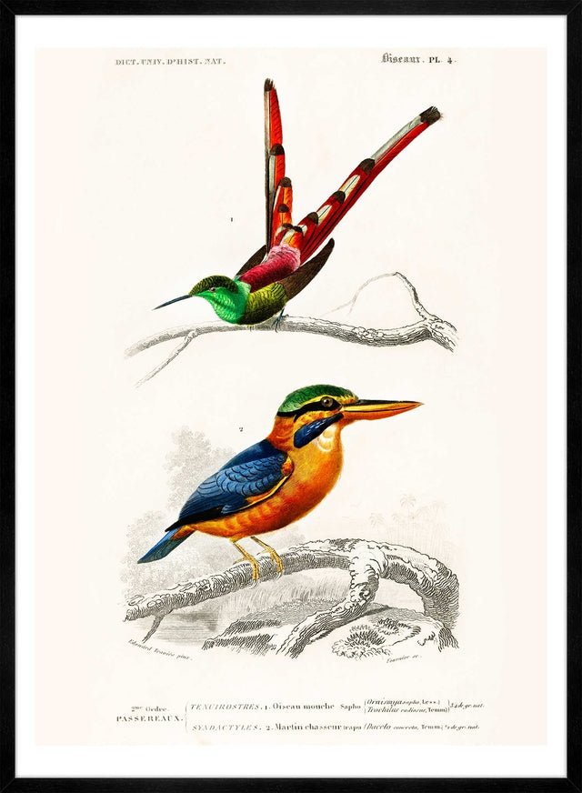 Passerine Vintage Bird Print