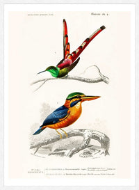 Passerine Vintage Bird Print