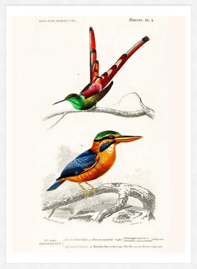 Passerine Vintage Bird Print