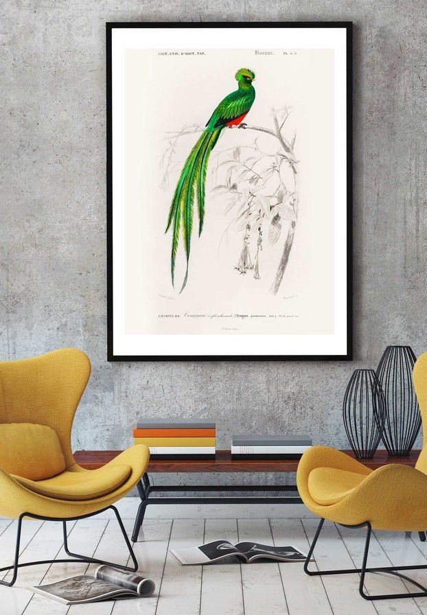 Peacock Trogon Vintage Bird Print