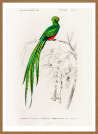 Peacock Trogon Vintage Bird Print