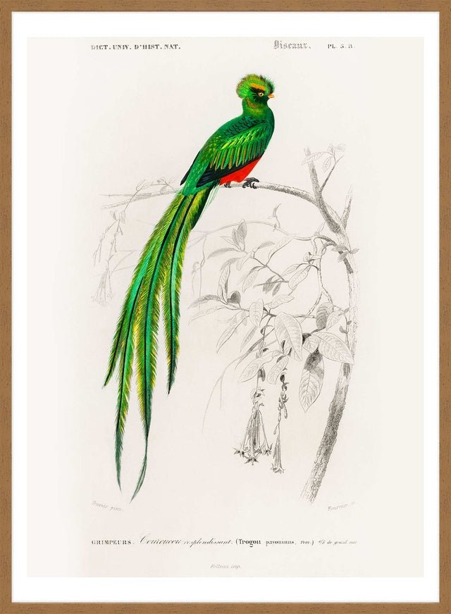 Peacock Trogon Vintage Bird Print