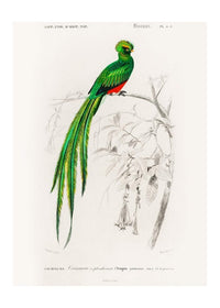 Peacock Trogon Vintage Bird Print