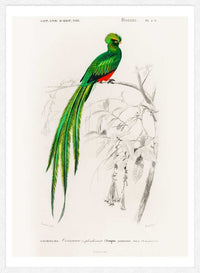 Peacock Trogon Vintage Bird Print
