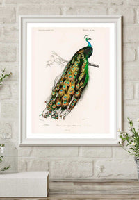 Peacock Vintage Bird Print