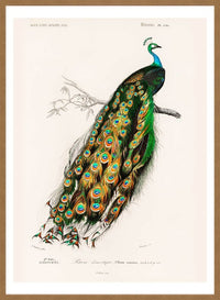 Peacock Vintage Bird Print