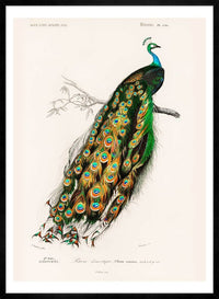 Peacock Vintage Bird Print