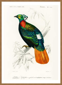 Pheasant Vintage Bird Print