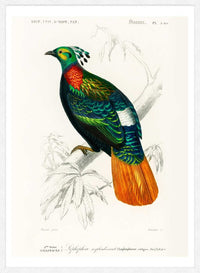 Pheasant Vintage Bird Print