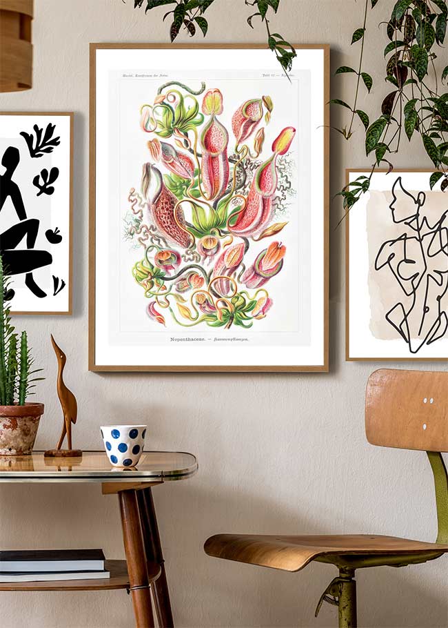 Pitcher Plants Botanical Illustration Print