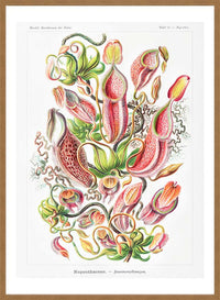 Pitcher Plants Botanical Illustration Print