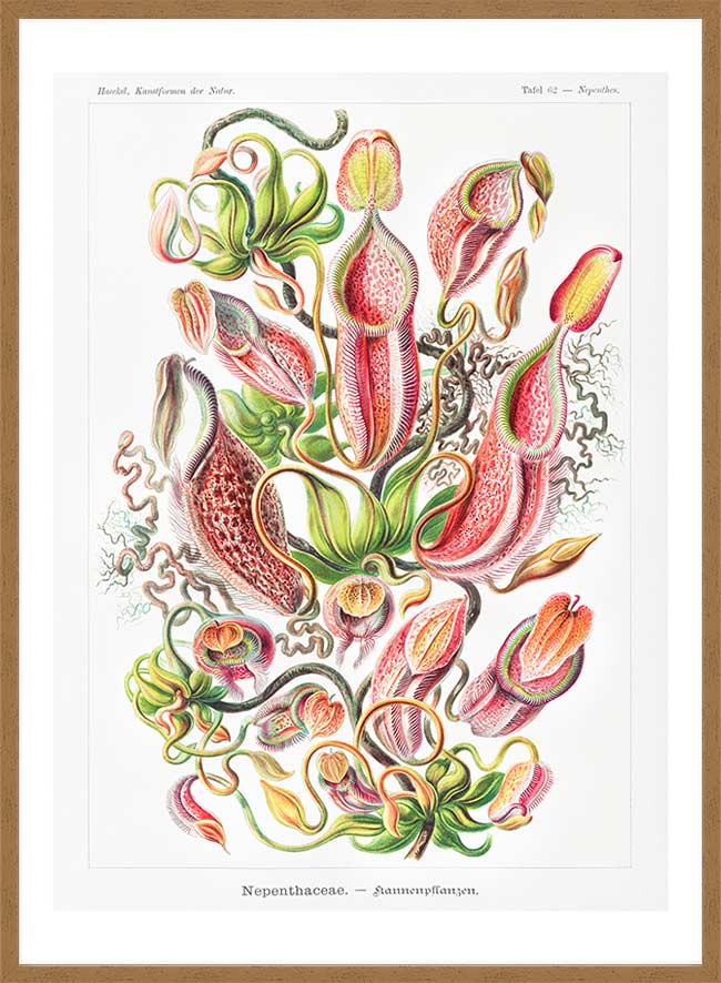 Pitcher Plants Botanical Illustration Print