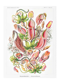 Pitcher Plants Botanical Illustration Print